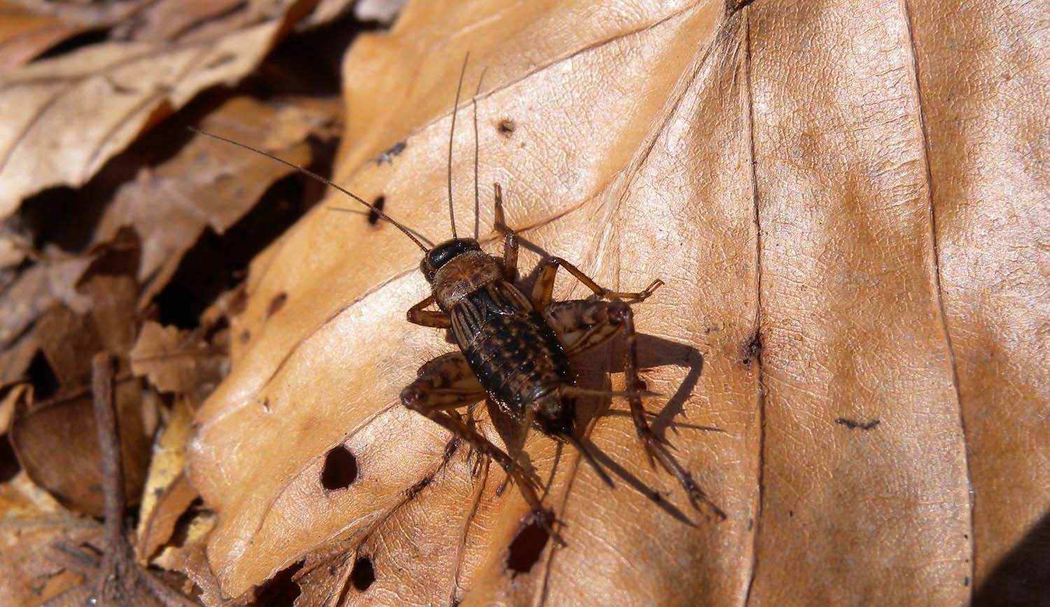 Nemobius sylvestris